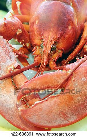 Lobster View Large Photo Image Stock Image - Lobster. Fotosearch