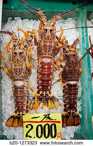 Lobster, Tsukiji fish market, Tokyo, Japan. View Large Photo Image Stock Image - Lobster, Tsukiji fish market, Tokyo, Japan.. Fotosearch