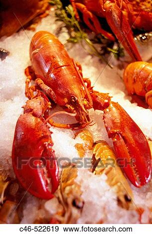 Lobster. Venice. Veneto, Italy View Large Photo Image Stock Photo - Lobster. Venice. Veneto, Italy. Fotosearch