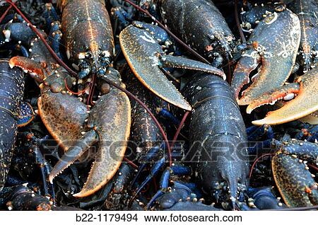 Lobsters, fish market hall, Vannes, Gulf of Morbihan, Brittany, Bretagne, France. View Large Photo Image Picture - Lobsters, fish market hall, Vannes, Gulf of Morbihan, Brittany, Bretagne, France.. Fotosearch