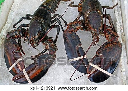 lobsters View Large Photo Image Stock Image - lobsters. Fotosearch