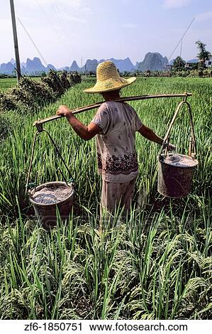 Local farmer carrying fertilizer on back in mountain area of Li River in unique Guilin Yangshuo area of China. View Large Photo Image Stock Image - Local farmer carrying fertilizer on back in mountain area of Li River in unique Guilin Yangshuo area of China.. Fotosearch