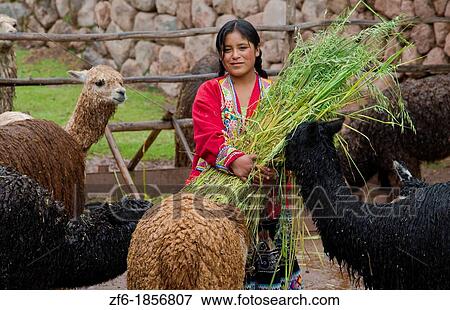 Local woman in the Sacred Valley Peru feeding llamas in traditional clothes and farming View Large Photo Image Stock Photo - Local woman in the Sacred Valley Peru feeding llamas in traditional clothes and farming. Fotosearch