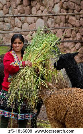 Local woman in the Sacred Valley Peru feeding llamas in traditional clothes and farming View Large Photo Image Stock Photo - Local woman in the Sacred Valley Peru feeding llamas in traditional clothes and farming. Fotosearch