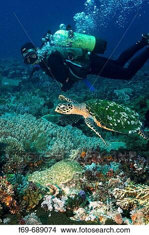 Location, Komodo National Park, Indonesia View Large Photo Image Picture - Location, Komodo National Park, Indonesia. Fotosearch
