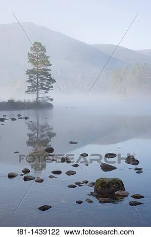 Loch an Eilein on spring morning, Rothiemurchus forest, Cairngorms National Park, Scotland, April 2007 View Large Photo Image Stock Image - Loch an Eilein on spring morning, Rothiemurchus forest, Cairngorms National Park, Scotland, April 2007. Fotosearch