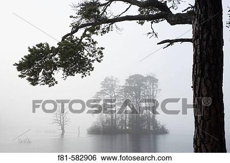 Loch Mallachie & Scots pines (Pinus sylvestris) Abernethy Forest RSPB Reserve, Strathspey, Scotland. November 2005. View Large Photo Image Stock Photograph - Loch Mallachie & Scots pines (Pinus sylvestris) Abernethy Forest RSPB Reserve, Strathspey, Scotland. November 2005.. Fotosearch