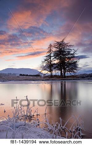 Loch Tulla and larch trees at sunset, Argyll, Scotland, December View Large Photo Image Picture - Loch Tulla and larch trees at sunset, Argyll, Scotland, December. Fotosearch
