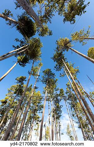 Stock Image - Lodgepole Pine (Pinus contorta), Yellowstone National Park, Wyoming, USA.. Fotosearch