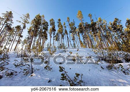 Lodgepole Pine (Pinus contorta), Yellowstone National Park, Wyoming, USA. View Large Photo Image Stock Photograph - Lodgepole Pine (Pinus contorta), Yellowstone National Park, Wyoming, USA.. Fotosearch