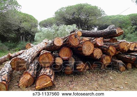 Log pile in Brea Natural Park, Parque Natural de la Brea, pine forest, Barbate. Costa de la Luz, Cadiz province, Andalucia, Spain View Large Photo Image Stock Image - Log pile in Brea Natural Park, Parque Natural de la Brea, pine forest, Barbate. Costa de la Luz, Cadiz province, Andalucia, Spain. Fotosearch