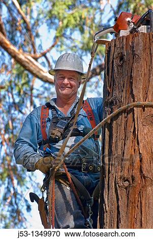 Stock Image - Logger 40 feet above ground in incense cedar tree, removing tree in sections. Fotosearch