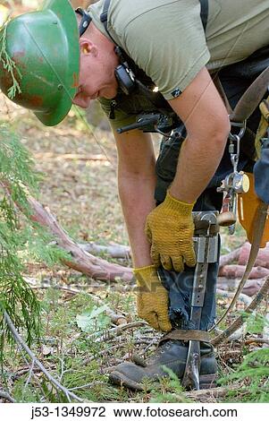Logger attaching climbing spikes View Large Photo Image Stock Image - Logger attaching climbing spikes. Fotosearch