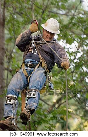 Logger descending from tree using rope and friction device View Large Photo Image Stock Image - Logger descending from tree using rope and friction device. Fotosearch