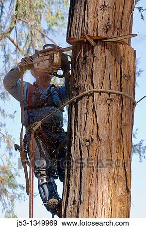 Logger finishing cut through large tree while crane lifts top of tree View Large Photo Image Stock Photo - Logger finishing cut through large tree while crane lifts top of tree. Fotosearch