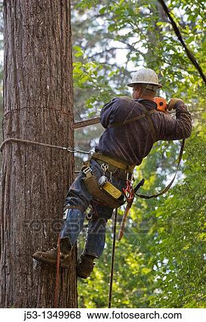 Logger high above ground cutting top off tree, crane holding top section View Large Photo Image Stock Photo - Logger high above ground cutting top off tree, crane holding top section. Fotosearch