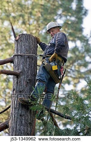 Stock Image - Logger on trunk of tree after having removed top section. Fotosearch