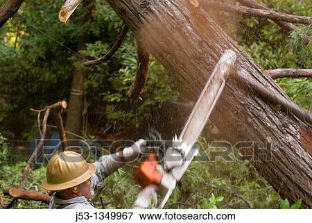 Logger using chainsaw to remove branches from felled tree View Large Photo Image Stock Photo - Logger using chainsaw to remove branches from felled tree. Fotosearch