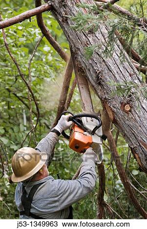 Logger with chainsaw removing limbs from felled tree View Large Photo Image Stock Image - Logger with chainsaw removing limbs from felled tree. Fotosearch