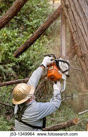 Logger with chainsaw trimming limbs on felled tree View Large Photo Image Picture - Logger with chainsaw trimming limbs on felled tree. Fotosearch