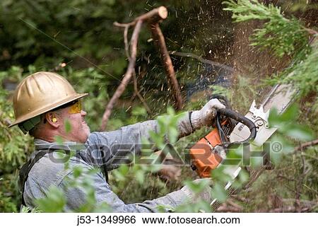 Logger with chainsaw trimming limbs on felled tree View Large Photo Image Stock Photograph - Logger with chainsaw trimming limbs on felled tree. Fotosearch