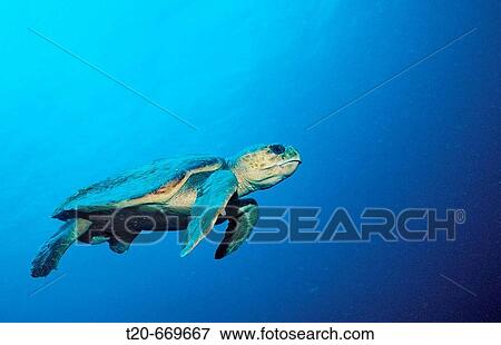 Loggerhead turtle, Caretta caretta, Netherlands Antilles, Bonaire, Caribbean Sea View Large Photo Image Stock Photo - Loggerhead turtle, Caretta caretta, Netherlands Antilles, Bonaire, Caribbean Sea. Fotosearch