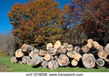 Logs in forest of Navarre Pyrenees Spain Europe View Large Photo Image Stock Photograph - Logs in forest of Navarre Pyrenees Spain Europe. Fotosearch