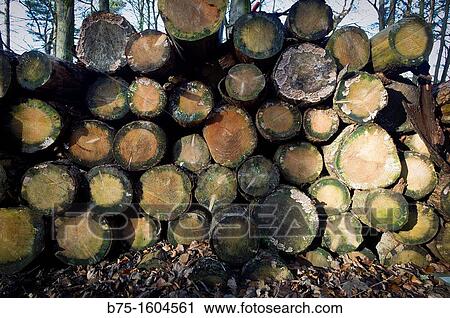 logs View Large Photo Image Stock Image - logs. Fotosearch