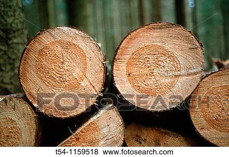 Logs View Large Photo Image Stock Photo - Logs. Fotosearch