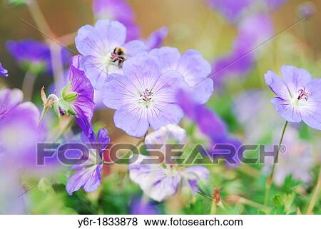 London flower blur View Large Photo Image Stock Photo - London flower blur. Fotosearch