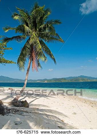 Stock Photography - lone coconut palm on empty island, Bacuit Archipelago, Palawan, Philippines. Fotosearch