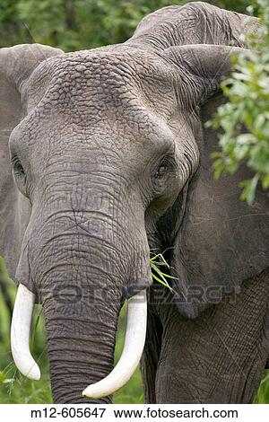 Stock Photo - Lone Elephant in the Masai Mara. Fotosearch