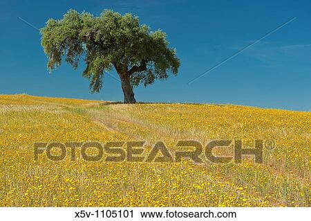 Lone Holm Oak (Quercus ilex) in a field of yellow flowers, La Serena, Badajoz province, Extremadura, Spain View Large Photo Image Stock Image - Lone Holm Oak (Quercus ilex) in a field of yellow flowers, La Serena, Badajoz province, Extremadura, Spain. Fotosearch