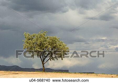 Lone Russian Olive tree at public highway rest stop, Crescent Junction, Utah. USA. View Large Photo Image Stock Image - Lone Russian Olive tree at public highway rest stop, Crescent Junction, Utah. USA.. Fotosearch