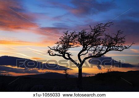 Lone Tree at Sunset above Conistone in Wharfedale Yorkshire Engl View Large Photo Image Stock Image - Lone Tree at Sunset above Conistone in Wharfedale Yorkshire Engl. Fotosearch
