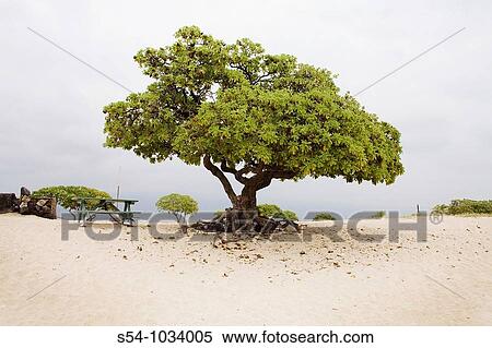 Lone tree at the beach on the Big Island, Hawaii View Large Photo Image Stock Photography - Lone tree at the beach on the Big Island, Hawaii. Fotosearch