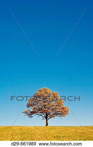Lone tree in a field View Large Photo Image Stock Photo - Lone tree in a field. Fotosearch