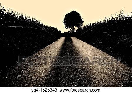 Lone tree in a way, Llanes, Asturias, Spain. Sepia image. View Large Photo Image Stock Image - Lone tree in a way, Llanes, Asturias, Spain. Sepia image.. Fotosearch