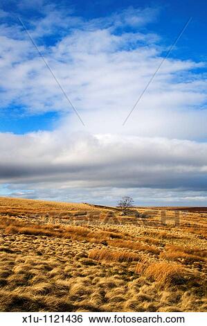 Lone Tree on Haworth Moor West Yorkshire England View Large Photo Image Stock Photograph - Lone Tree on Haworth Moor West Yorkshire England. Fotosearch