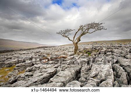 Lone Tree on Twistleton Scar near Ingleton Yorkshire England View Large Photo Image Picture - Lone Tree on Twistleton Scar near Ingleton Yorkshire England. Fotosearch