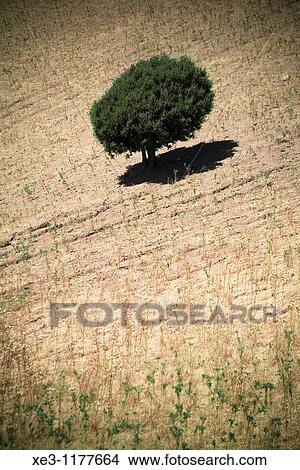 Lone Tree, Sardinia, Italy View Large Photo Image Picture - Lone Tree, Sardinia, Italy. Fotosearch