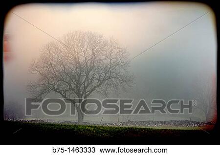 Lone tree View Large Photo Image Stock Image - Lone tree. Fotosearch