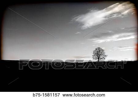 lone tree, Yorkshire Dales, England, UK View Large Photo Image Stock Photo - lone tree, Yorkshire Dales, England, UK. Fotosearch