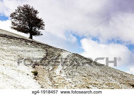 Lonely beech in autumn- Ollokia hill - Mountain pass Larrau - Navarre Pyrenees - Navarra - Spain - Europe View Large Photo Image Stock Photo - Lonely beech in autumn- Ollokia hill - Mountain pass Larrau - Navarre Pyrenees - Navarra - Spain - Europe. Fotosearch