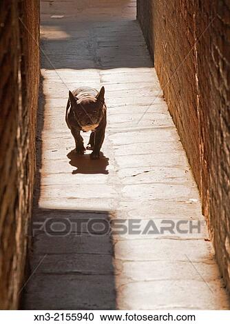 Lonely dog, Santa Croce district, Venice, Veneto region, Italy, Europe. View Large Photo Image Stock Image - Lonely dog, Santa Croce district, Venice, Veneto region, Italy, Europe.. Fotosearch
