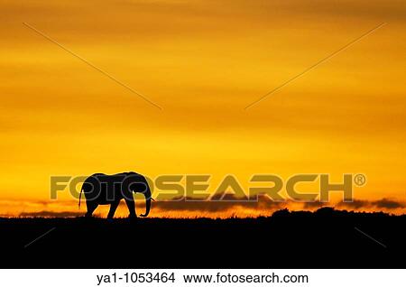 Lonely male african elephant Loxodonta africana walking on sunrise horizon Masai Mara national park, Kenya View Large Photo Image Picture - Lonely male african elephant Loxodonta africana walking on sunrise horizon Masai Mara national park, Kenya. Fotosearch