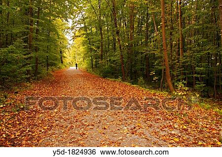 lonely man walking in the autumn forest, close to Heidenheim, Heidenheim an der Brenz, Baden-W? rttemberg district, Swabia, Southern Germany View Large Photo Image Stock Photograph - lonely man walking in the autumn forest, close to Heidenheim, Heidenheim an der Brenz, Baden-W? rttemberg district, Swabia, Southern Germany. Fotosearch
