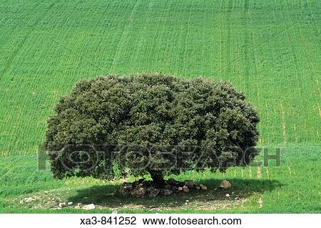 Lonely tree at cultive field, Albacete province, Castilla la mancha, Spain View Large Photo Image Stock Image - Lonely tree at cultive field, Albacete province, Castilla la mancha, Spain. Fotosearch