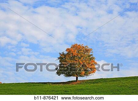 Lonely tree in autumn View Large Photo Image Stock Image - Lonely tree in autumn. Fotosearch