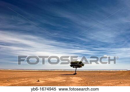 Lonely tree in the Sahara desert, Merzouga, Morocco View Large Photo Image Stock Photography - Lonely tree in the Sahara desert, Merzouga, Morocco. Fotosearch